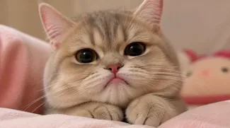 gatto